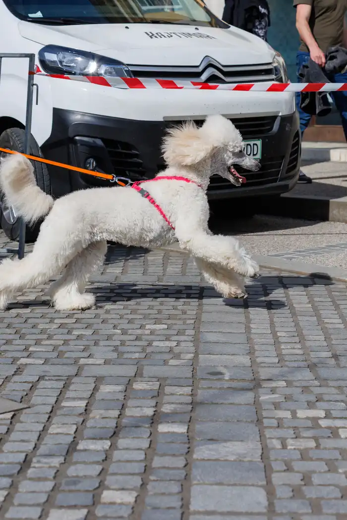 141775665533avtor-Jani-Brajkovič JB_M3088.webp-nm-tek.si